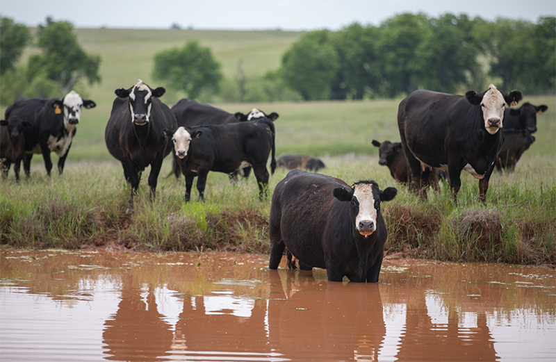cattle in water