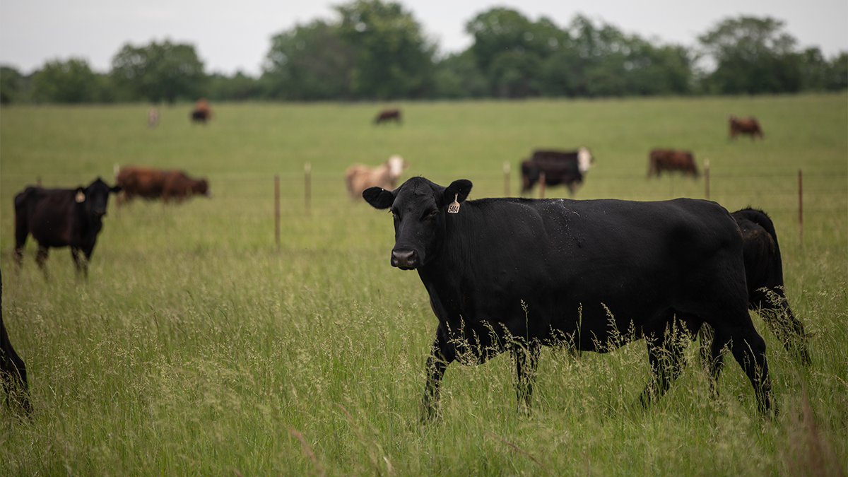 lfa altosid cattle on pasture