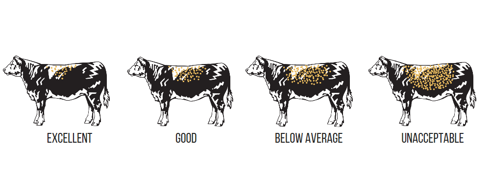 Comparison of four different cows, with excellent to unacceptable fly levels