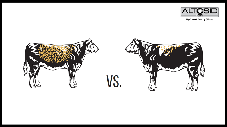 A comparison of two cow illustrations, one covered in flies and the other with no flies
