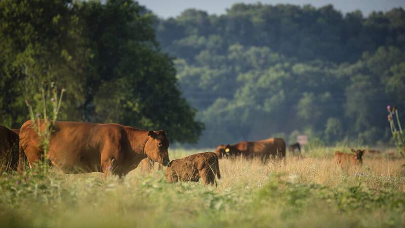 Image of cows standing in a green pasture surrounded by trees and tall grass. 