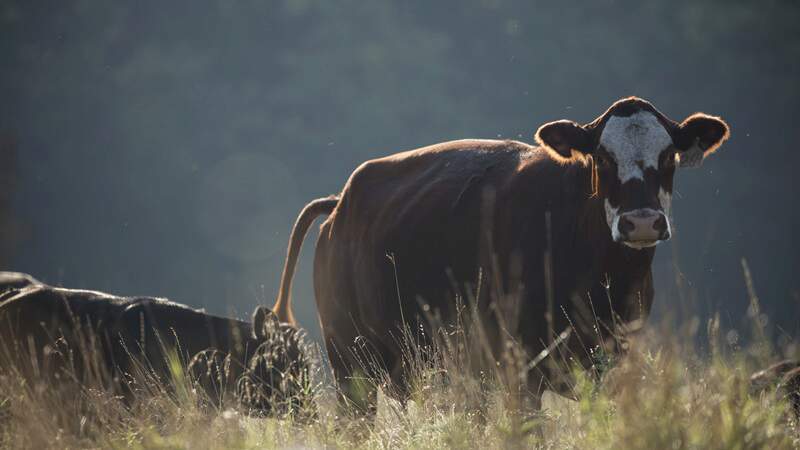 Picture of a cow looking into the camera in a green pasture.