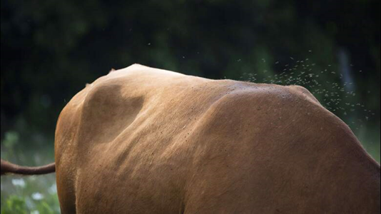 Photo of a cows torso in a field with some hovering flies 