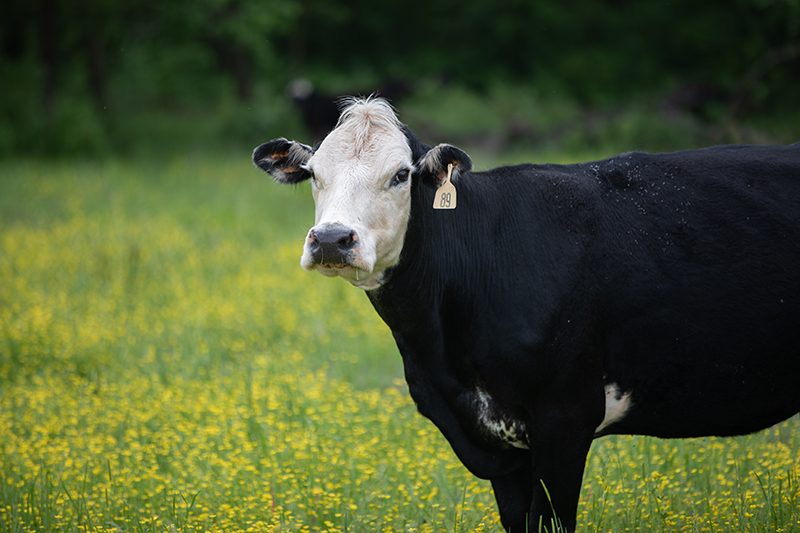 Cattle on pasture