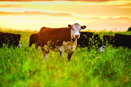 Cows in Field