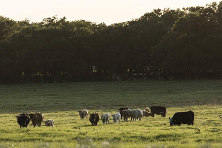 Flies on beef cattle cause reduced weight gains and decreased feed efficiency. 