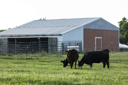 Beef cattle require a number of minerals for optimal growth and reproduction. 