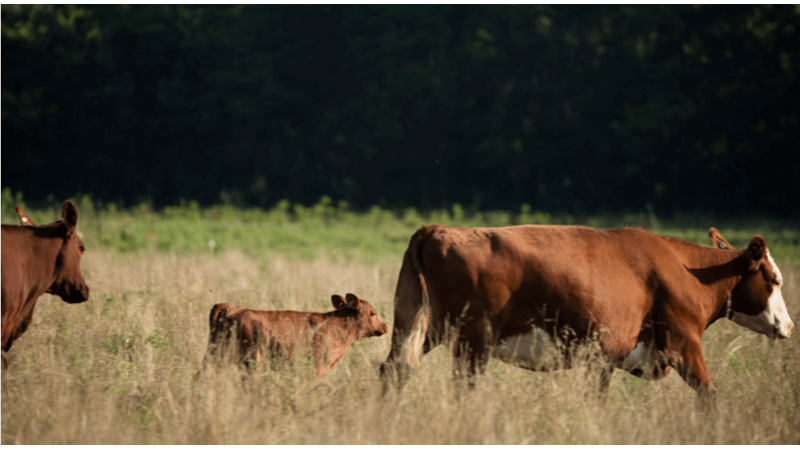 A family of cows walking through a pasture