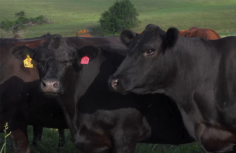 cattle in field