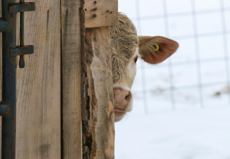 cattle in winter 1 