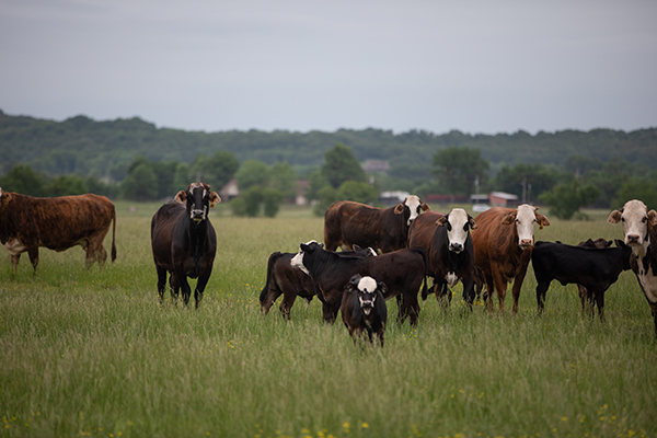 cattle in field