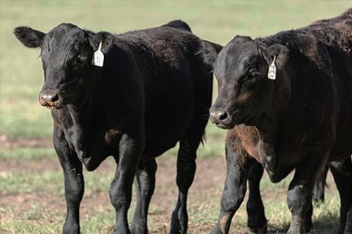 Cattle on Pasture