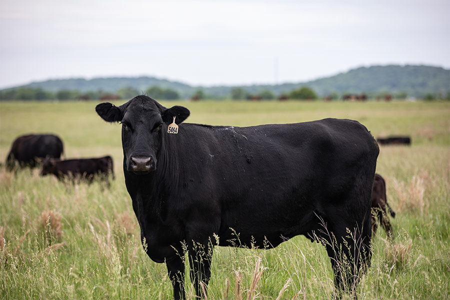 cattle on pasture1