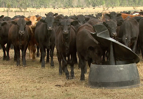 cattle on ranch cattle on ranch