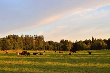 Placing an emphasis on cooling your cattle during the warm summer months can pay huge dividends for the short and long-term health of your operation. 