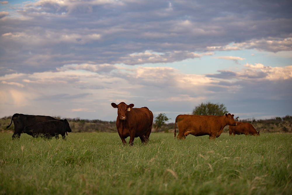 Cattle behind fence