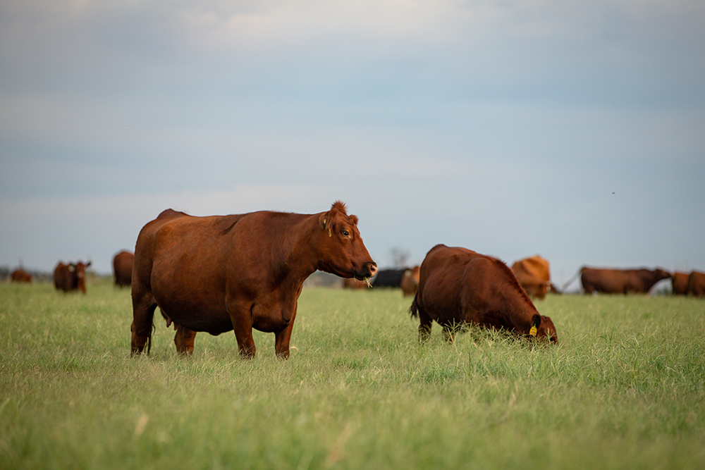 Cows on Pasture