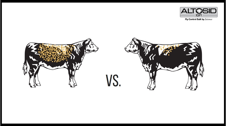 Comparison of four different cows, with excellent to unacceptable fly levels