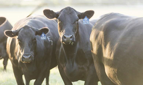 Two cows looking directly into the camera