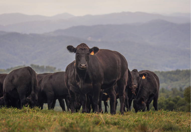 fall checklist for cattle