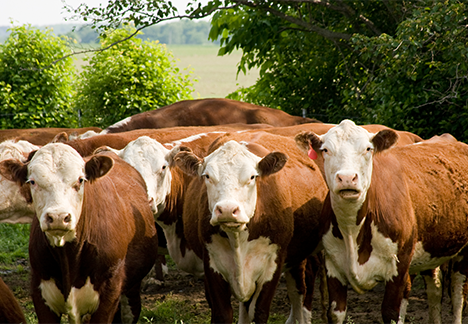 heard of cows