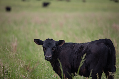 heifer mastitis