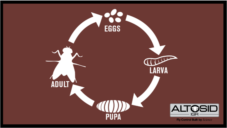 The life cycle of a fly from eggs to adult 