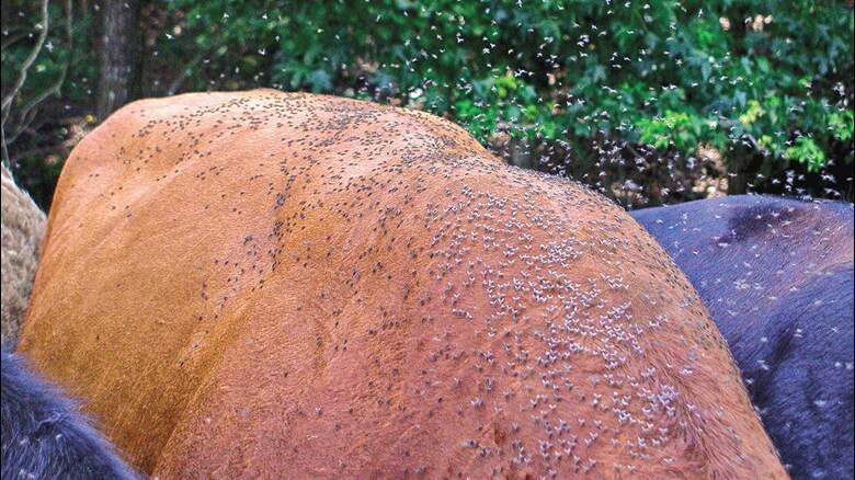 The torso of a cow covered in flies, alongside two others 