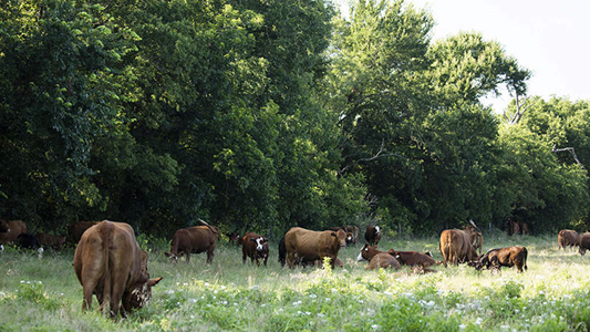Cattle ranchers can improve grazing systems through small changes that result in increased cattle comfort and production, as well as more efficient feeding.