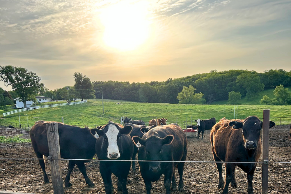 keep cattle cool
