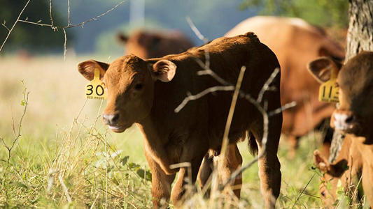 Flies on beef cattle cause reduced weight gains, lower productivity, and decreased feed efficiency.