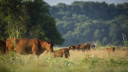 Image of cows standing in a green pasture surrounded by trees and tall grass. 