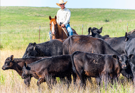 pasture feed control