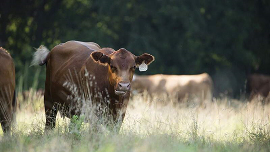 Infections not only impact current cattle productivity, they can impact the long-term herd profitability.