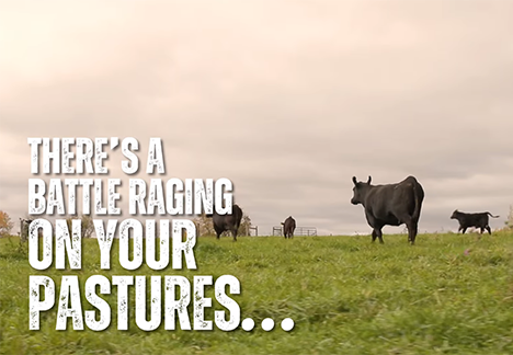 there is a battle raging on your pastures
