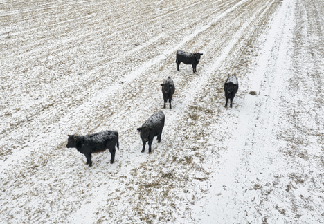 Winter-Proof Cattle