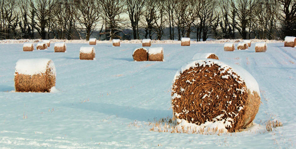 Now is the time for beef producers to prepare their cattle operations for winter.